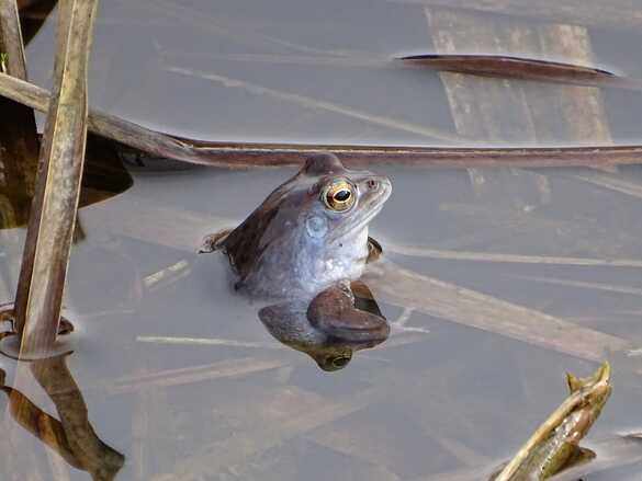 На Черкащині знайшли жаб блакитного кольору (ФОТО)