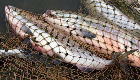 На Черкащині браконьєри під час нересту наловили риби на понад 30 тисяч