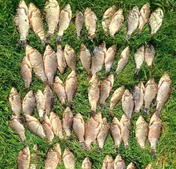 На Уманщині чоловік наловив риби майже на 100 тисяч