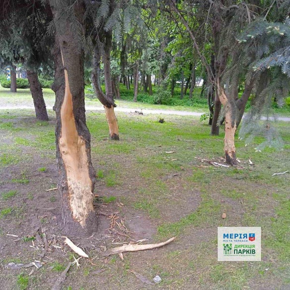 У Черкасах вандали понівечили дерева у кількох парках