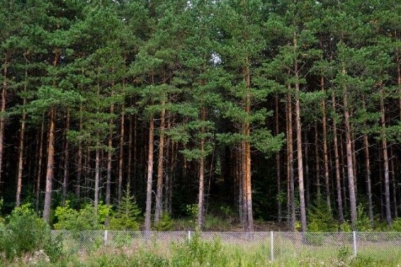 На Черкащині земельну ділянку лісового фонду повернули державі 
