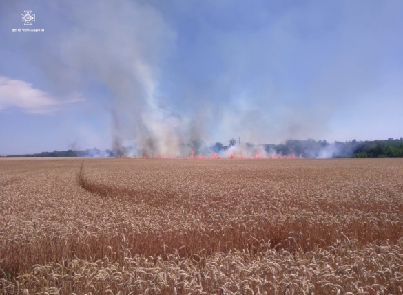 На Черкащині горіло поле пшениці