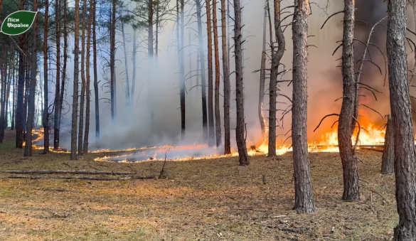 На Черкащині через ворожі обстріли пошкоджено майже 8 гектарів лісу