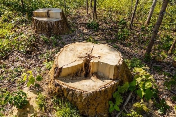 На Звенигородщині посадовець допустив рубку понад 300 дерев на території парку 