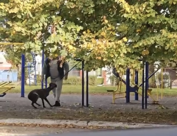 Поліція розшукує черкасця, який побив собаку на дитячому майданчику (ВІДЕО)