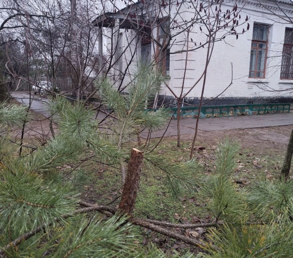 Передноворічний вандалізм: на Черкащині біля медзакладу позрізали сосни (ФОТО)