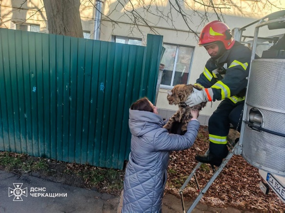 Майже добу не міг злізти: у Багачевому рятували кота