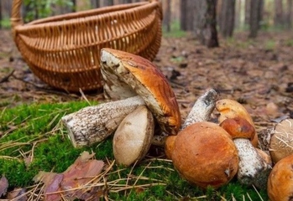 На Звенигородщині двоє людей отруїлися грибами