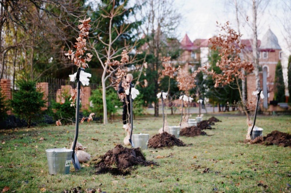 На Черкащині висадили понад 30 мільйонів сіянців за програмою "Зелена країна"