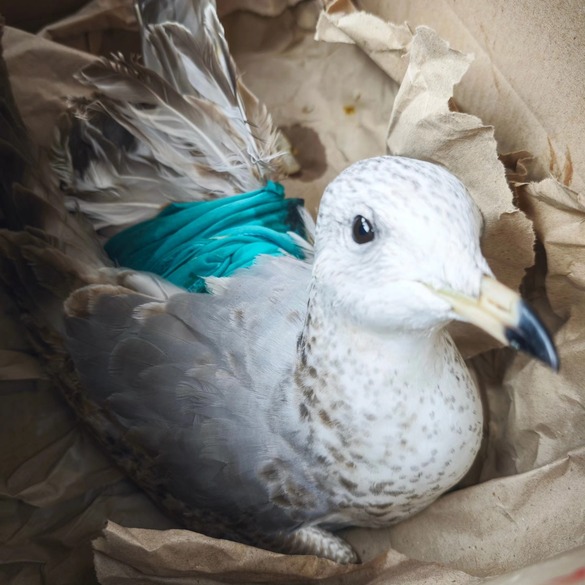 Біля черкаського зоопарку знайшли молодого мартина, залишеного в коробці