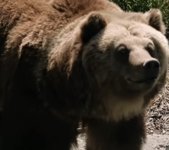 У Черкасах щовихідних показуватимуть годівлю ведмедів у зоопарку