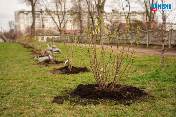 Близько соткні кущів бузку висадили під час толоки в Черкасах