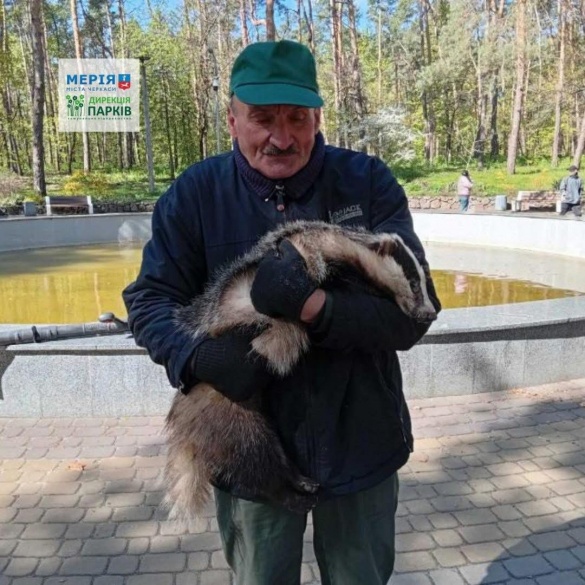 У Черкасах у парку знайшли ручного борсука