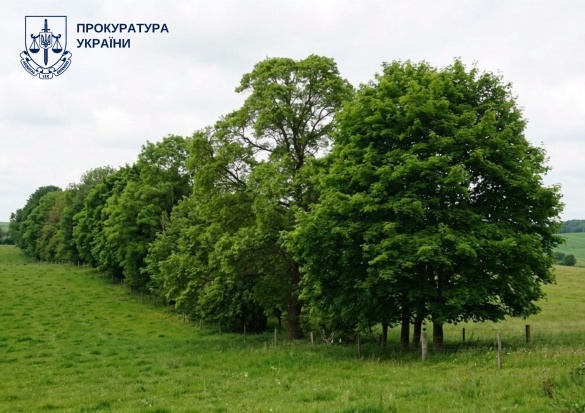 Через незаконну вирубку дерев сільрада на Черкащині має відшкодувати понад півмільйона гривень