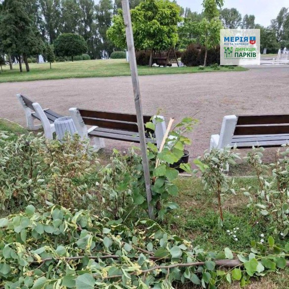 Сильний вітер у Черкасах поламав дерева у парках (ФОТО)