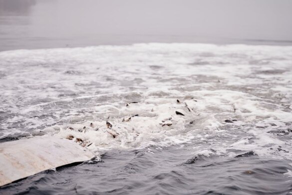 На Черкащині випустили у водосховище 9 тонн малька товстолоба